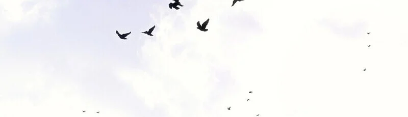 Regressing as the Reincarnated Bastard of the Sword Clan ตอนที่ 66 page 46